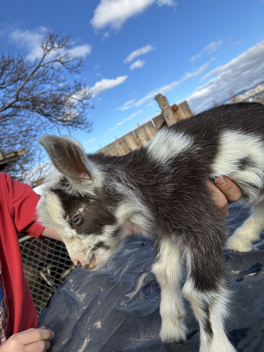 Nigerian Dwarf Bottle Buckling