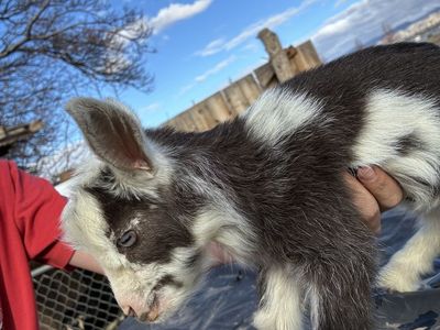 Nigerian Dwarf Bottle Buckling