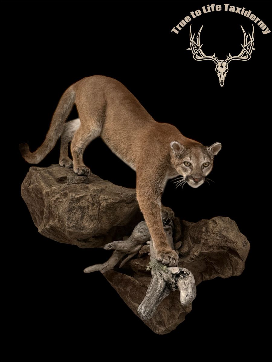 True to life Taxidermy