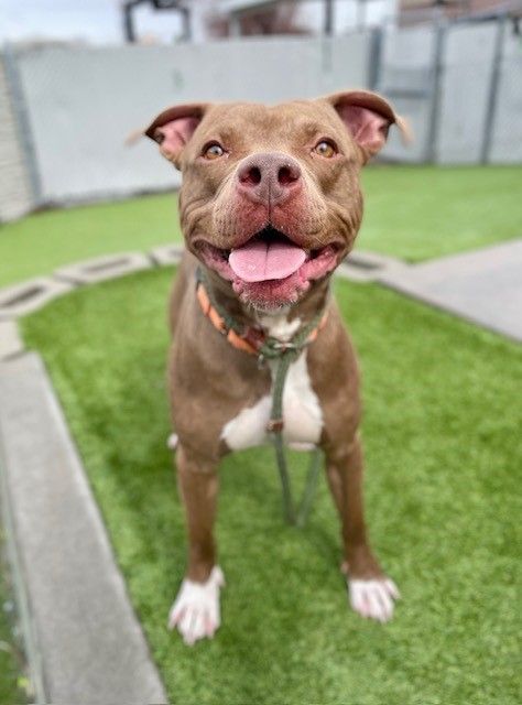 A160434 Twix is Available for Adoption!