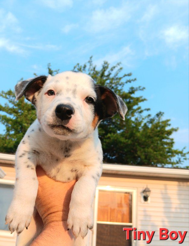 3 Cutest RARE "Stock" Breed Mix. Mini Aussie, Border Collie, Blue Heeler Mix Male Puppies
$349 OBO Includes All Vaccines