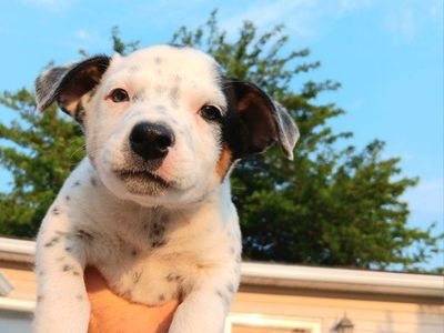 3 Cutest RARE "Stock" Breed Mix. Mini Aussie, Border Collie, Blue Heeler Mix Male Puppies
$349 OBO Includes All Vaccines