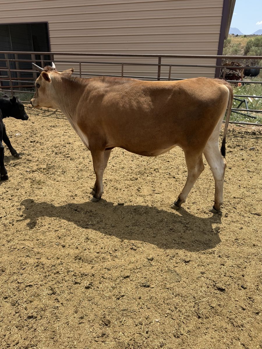 (3) jersey steers