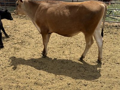 (3) jersey steers