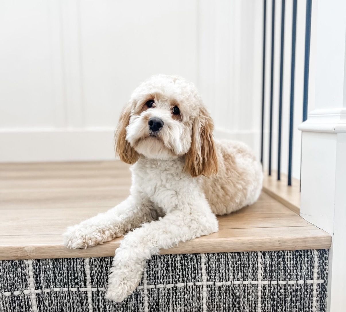 Cavapoo Bullet FF-/- 18lbs