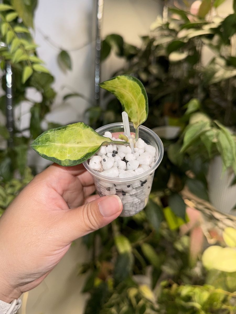 Hoya elliptica (inner variegated) - Plant