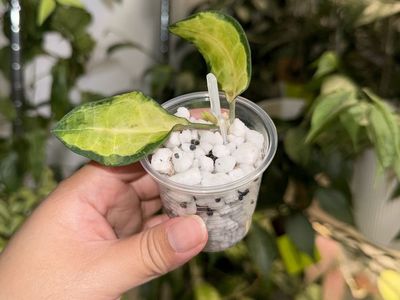 Hoya elliptica (inner variegated) - Plant