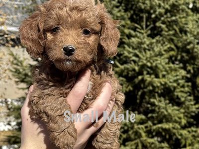 8 wks old - Ready! Mini Goldendoodles