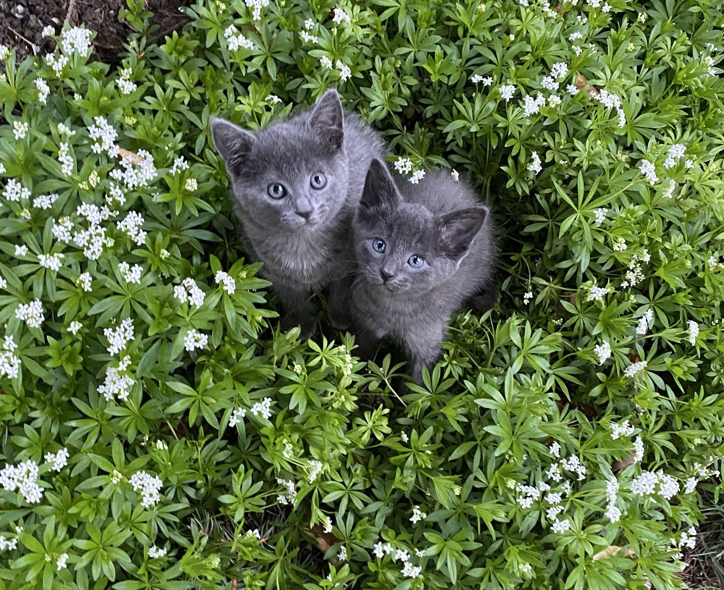 Russian blue kittens
