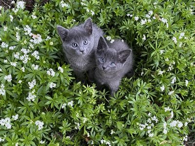 Russian blue kittens