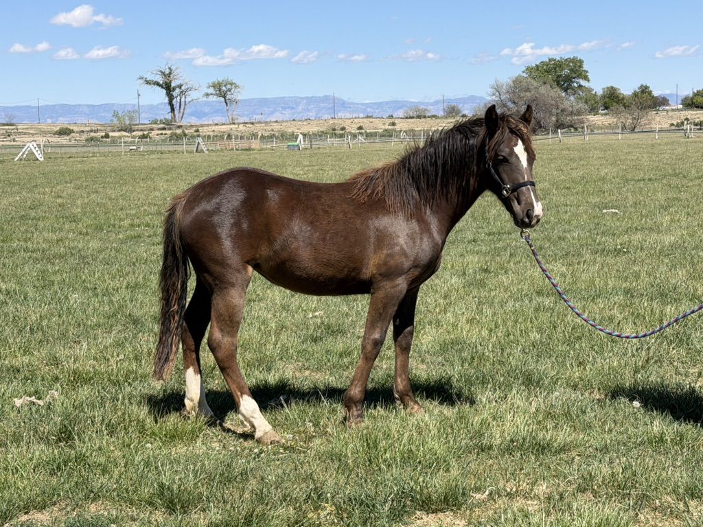 Yearling Filly