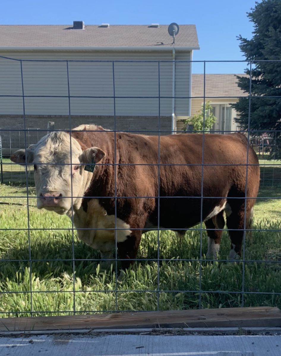 Registered Mini Hereford Bull