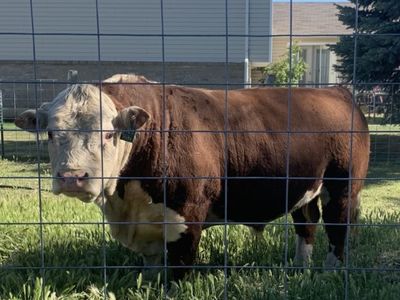 Registered Mini Hereford Bull