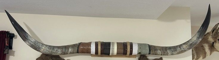 REAL TX longhorn/steer horn 60" L x 15"