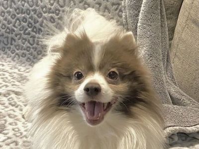 AKC Purebred Male Pomeranian