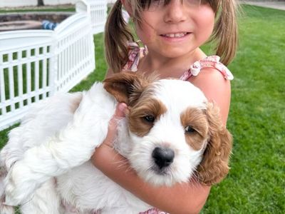 Cuddle size Cavapoo boy, Dragon