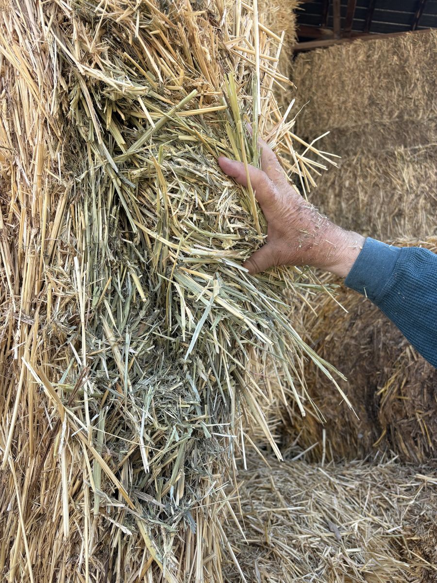 Hay