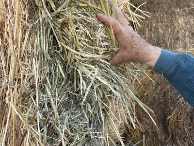 Hay