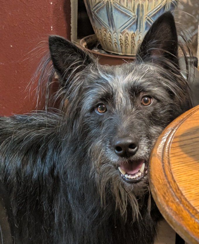 Ranger border collie dog