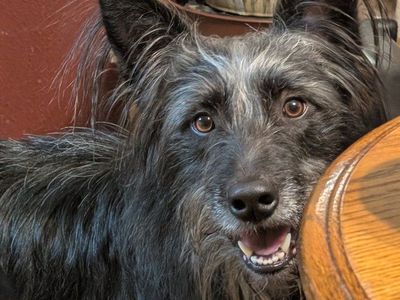 Ranger border collie dog