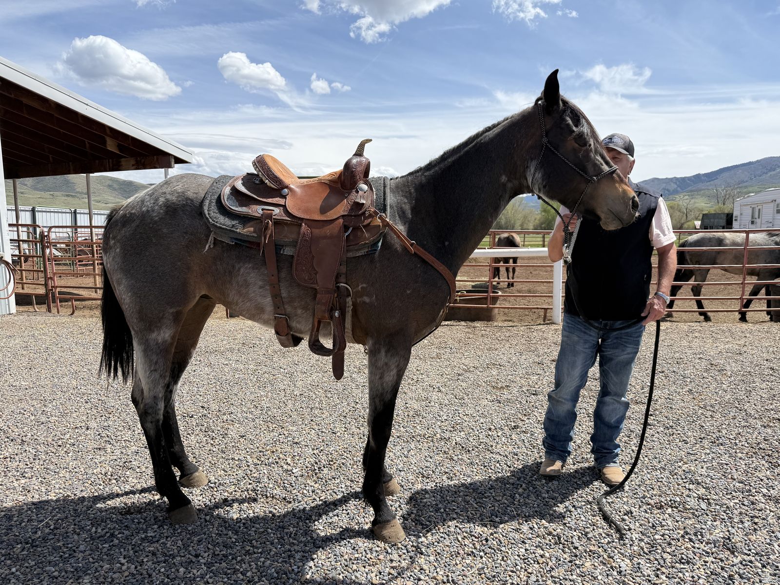 2023 Bay Roan filly for sale 5,000.00