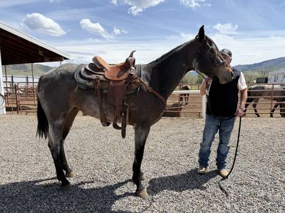 2023 Bay Roan filly for sale 5,000.00