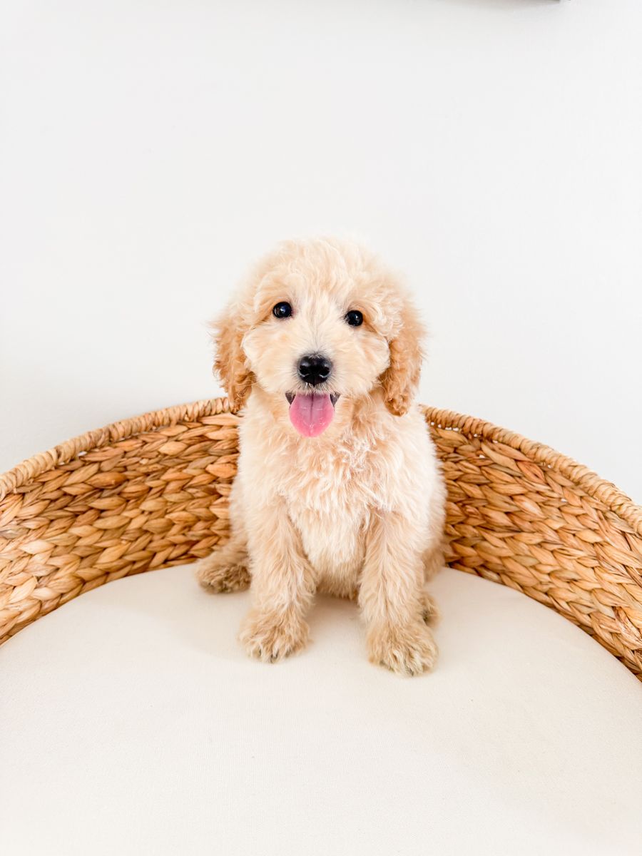 Trained 15-20lb Teddy Bear F1b Mini Goldendoodle Golden Doodle Boy, Best Temperament, Health Guarantee, Ready Now