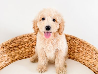 Trained 15-20lb Teddy Bear F1b Mini Goldendoodle Golden Doodle Boy, Best Temperament, Health Guarantee, Ready Now