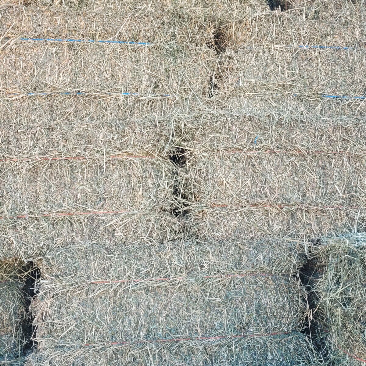 Alfalfa small bales.