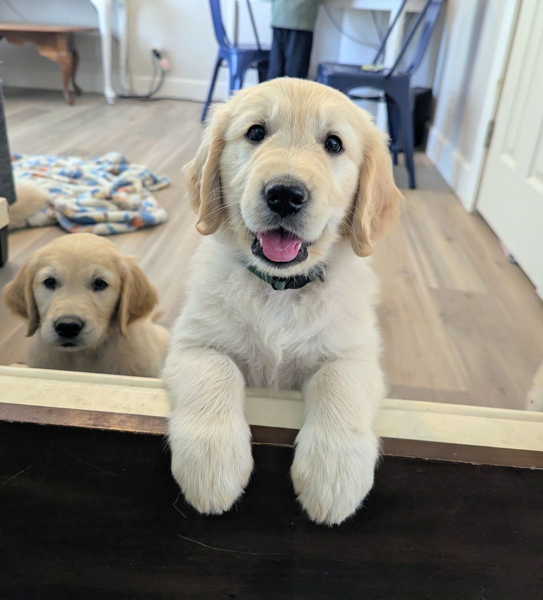 Female Goldens Ready Thursday! Full Registration AKC Golden Retriever Puppies 