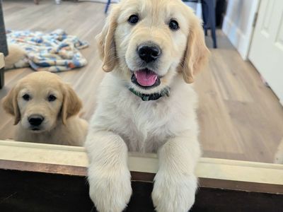 Female Goldens Ready Thursday! Full Registration AKC Golden Retriever Puppies