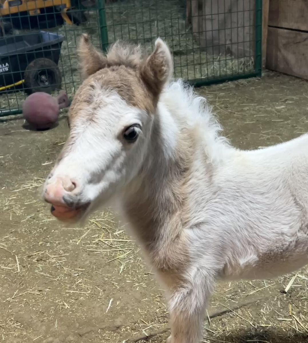 Gorgeous AMHA/AMHR TRUE Grulla Colt
