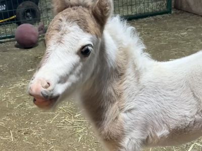 Gorgeous AMHA/AMHR TRUE Grulla Colt