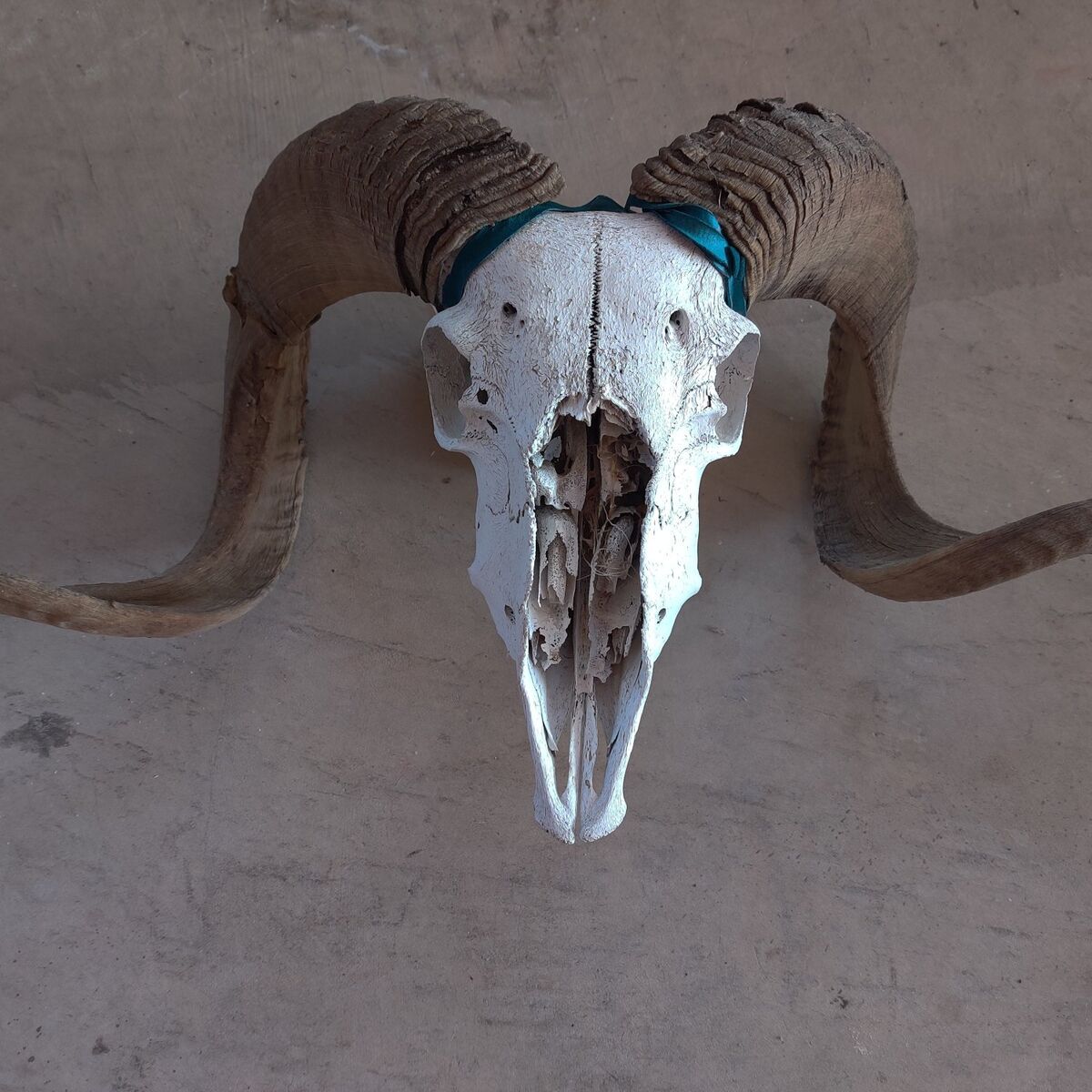 ram horns professionally cleaned and decorated