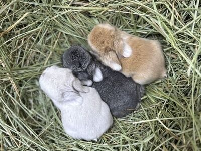 Holland Lop