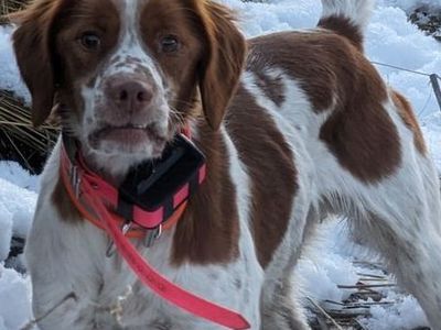 AKC Brittany Puppies - Two Litters - Due July 2026 - Hunting/Field Trial