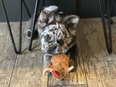 Fluffy Frenchie