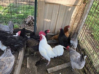 rooster and hens
