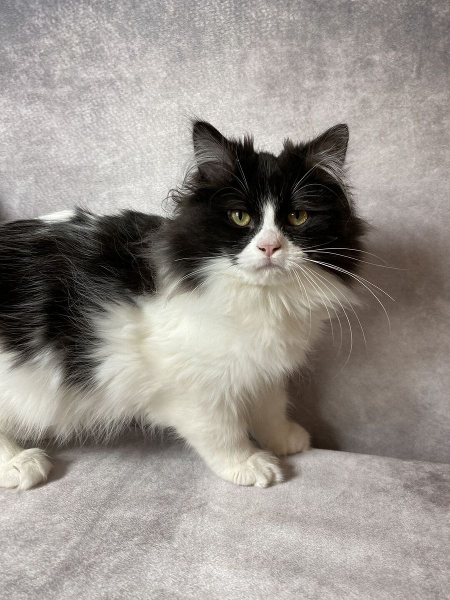 1 left! Topaz Ragdoll kittens • Fixed, Vet Checked, Shots, Ready to go!