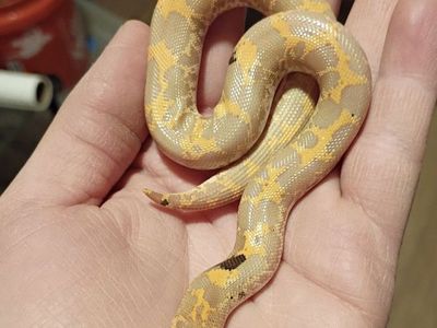 Young Kenyan Sand Boa