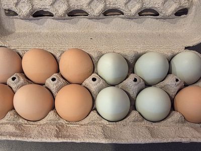 Organic Free Range Large Eggs