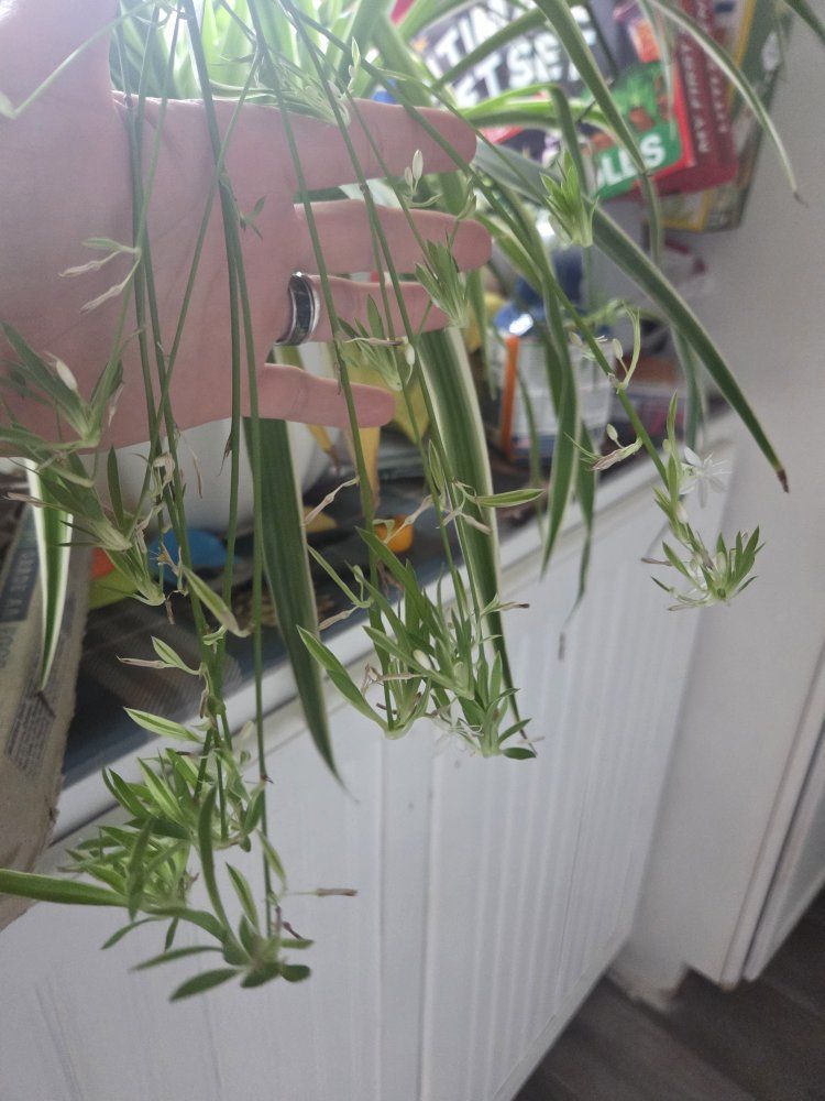 Main image 4