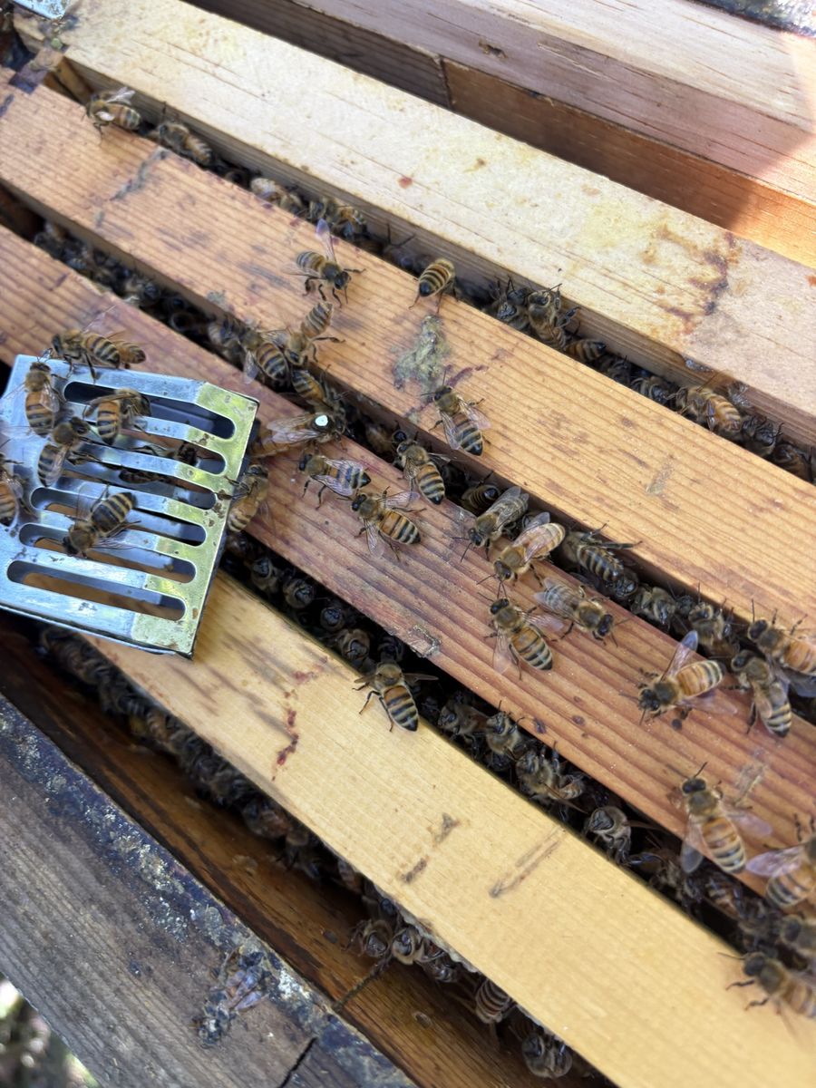 Local queen honey bees 2026