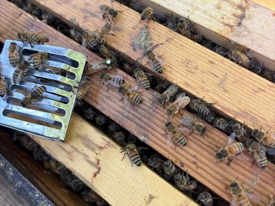 Local queen honey bees 2026