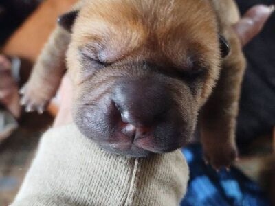 AKC Champion Chinese Shar Pei Puppies