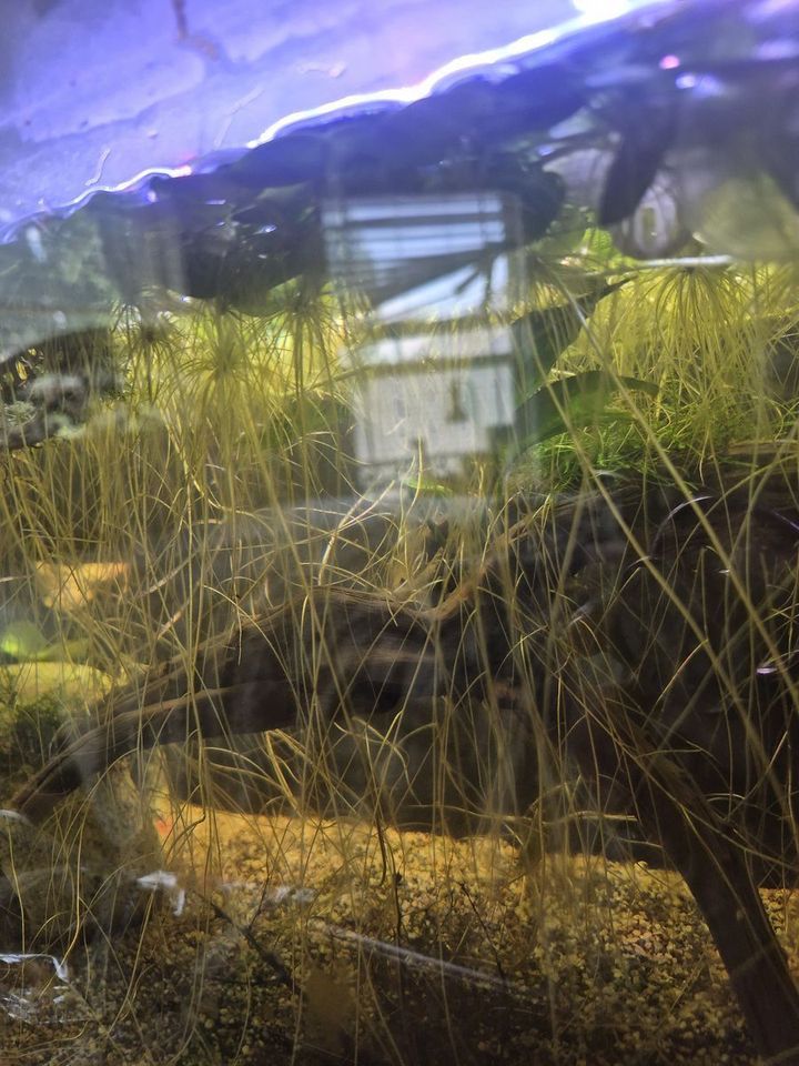 Main image 2