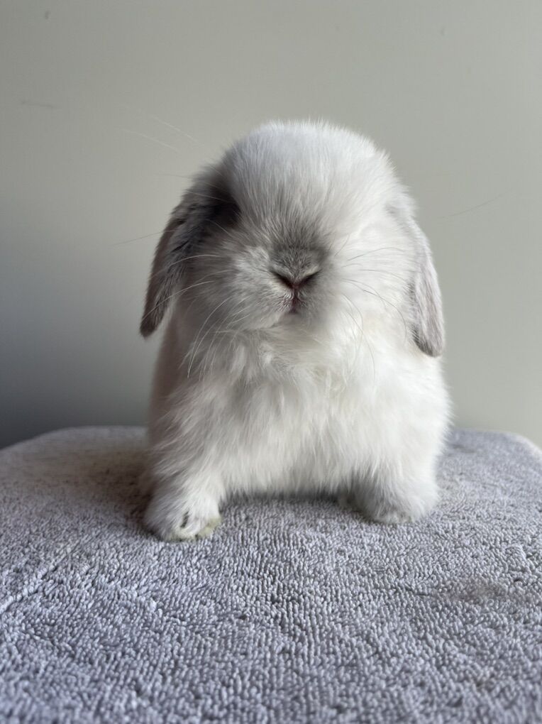 Holland Lop buck