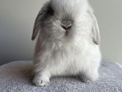 Holland Lop buck