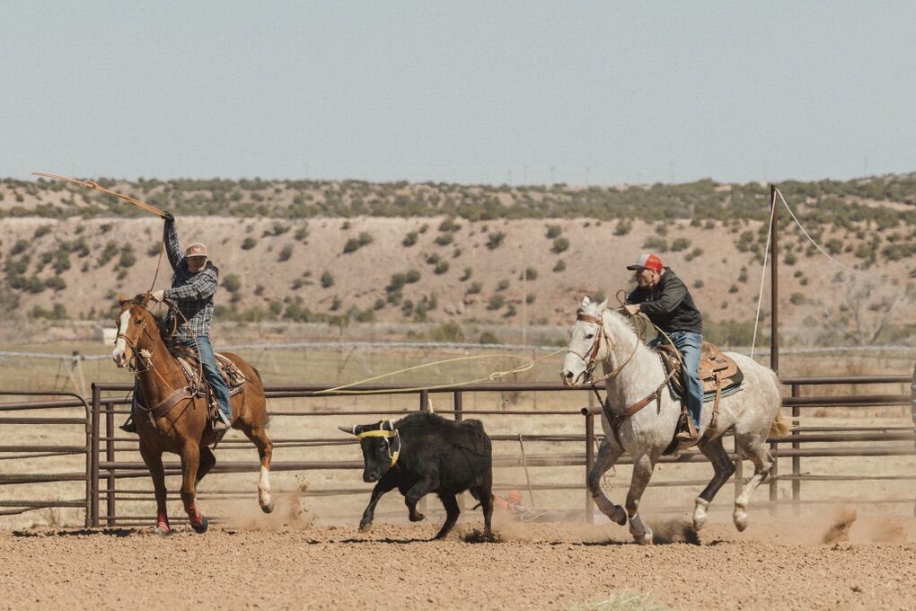 10 Year Old Aqha Head Horse