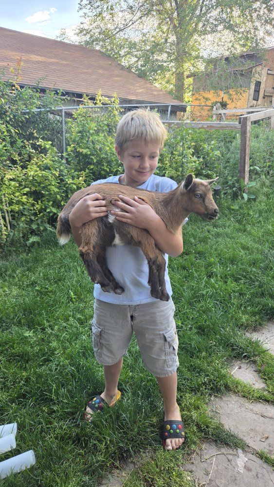 polled blue eyed nigerian doe bottle fed